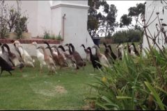 900 patos protegiendo un viñedo con “uñas y dientes”