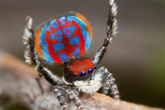 7 hermosas arañas pavorreal recién descubiertas por la ciencia