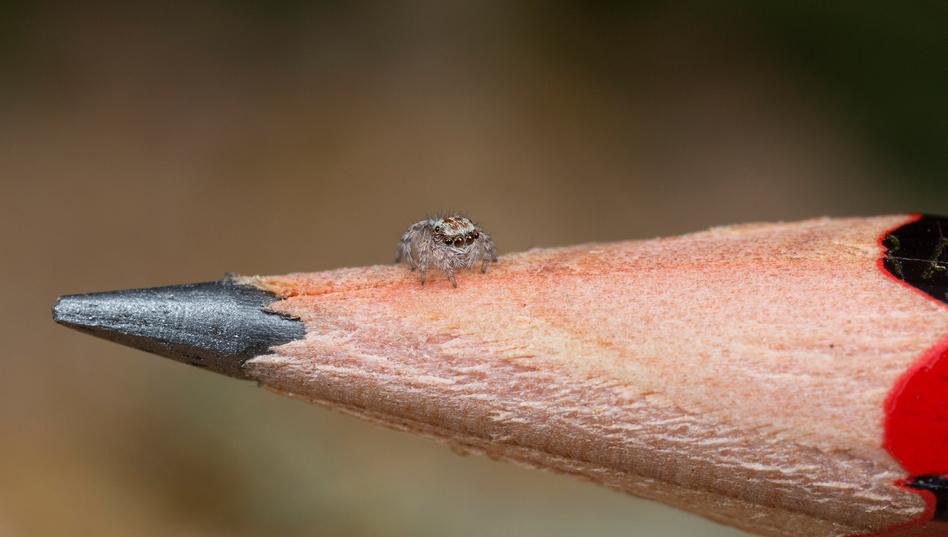 arañas pavoreal australia (3)