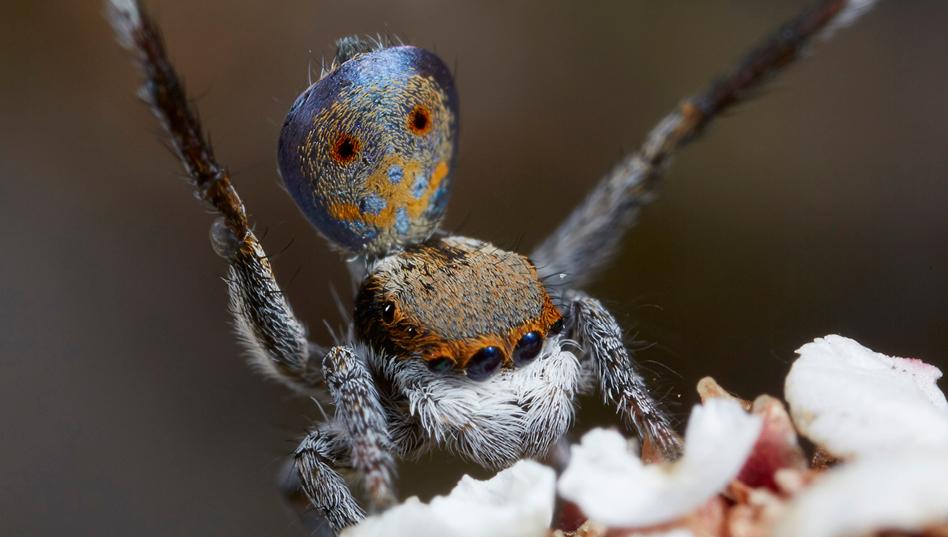 arañas pavoreal australia (6)