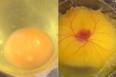 ¿Es posible eclosionar huevos sin cascara?
