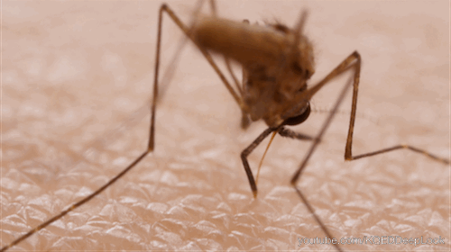 picadura de mosquito