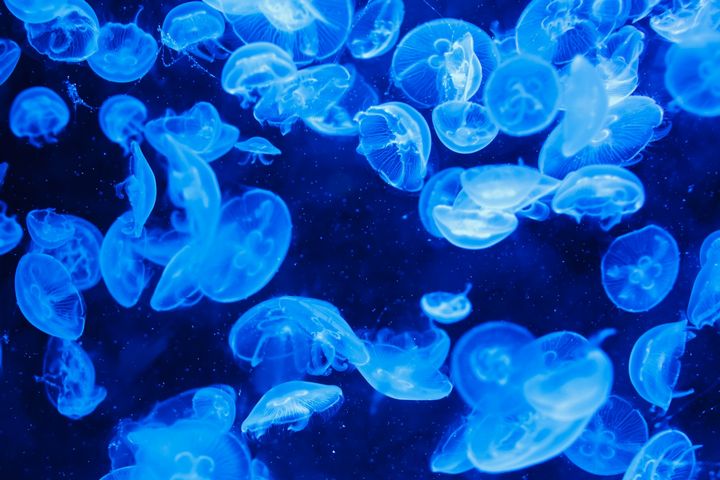 animales medusas bajo luz azul