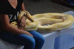 Una mujer solía dormir con su serpiente, lo que le dijo el veterinario es aterra...