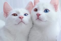 Estos gatos gemelos con heterocromía son una belleza