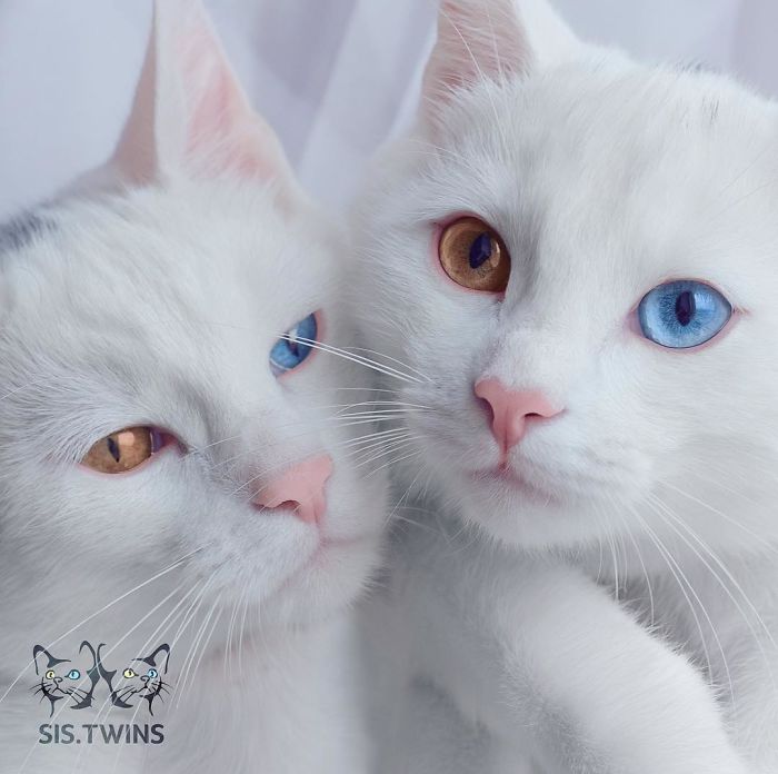 gatos blancos ojos dos colores (3)