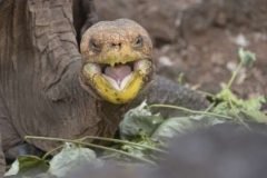 Casanova de las Galápagos: tortuga salva la especie teniendo 800 hijos