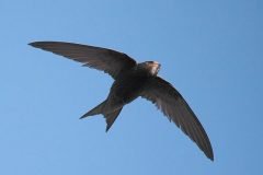 El vencejo, un pájaro que puede volar diez meses (sin aterrizar)