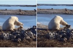 Oso polar acaricia a un perro de trineo + VIDEOS