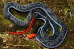 El veneno de esta serpiente podría servir para hacer analgésicos