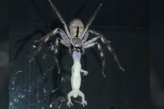Mujer filma araña gigante devorando lagartija en Australia