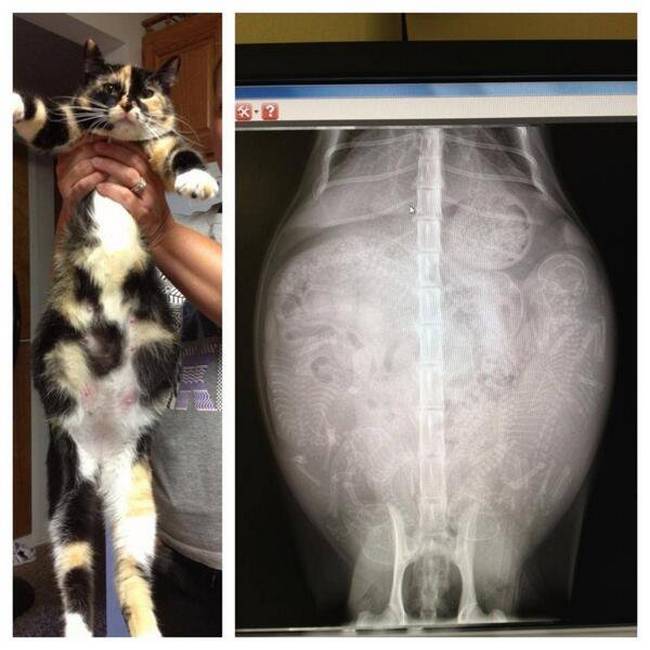 Ultrasonidos animales gata embarazada