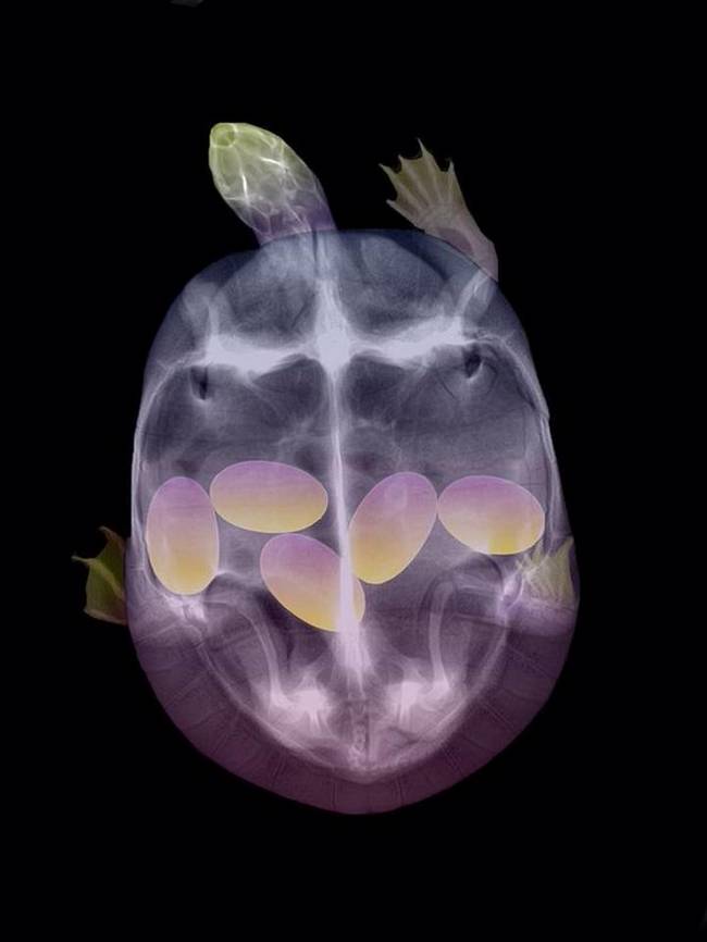 Ultrasonidos animales tortuga huevos
