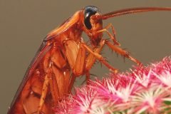 cucaracha Periplaneta americana