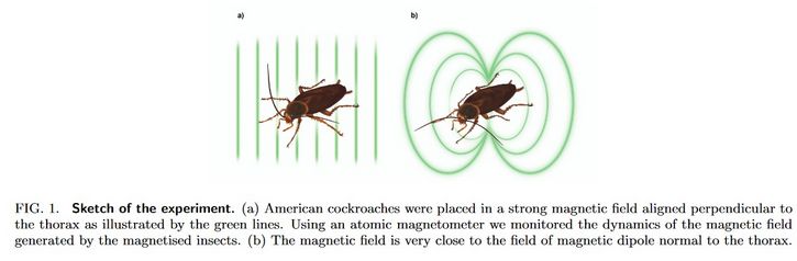 cucarachas en campo magnetico