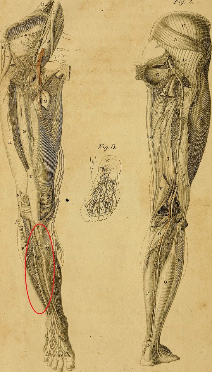 musculos de una pierna ilustración