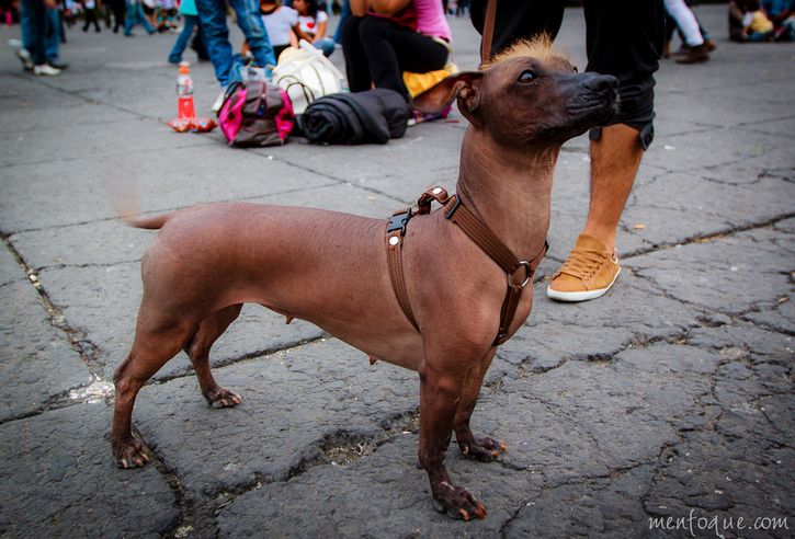 Xoloitzcuintle perro mexico