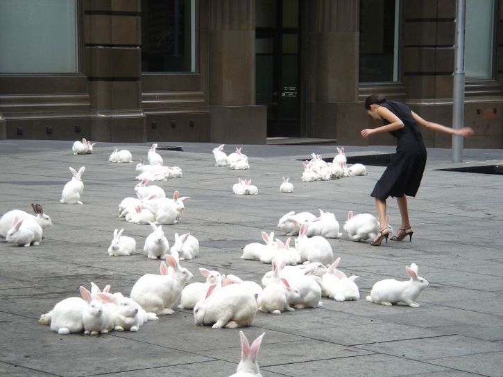 plaga de conejos en la ciudad