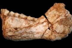 restos de mandibula homo sapiens en Jebel Irhoud