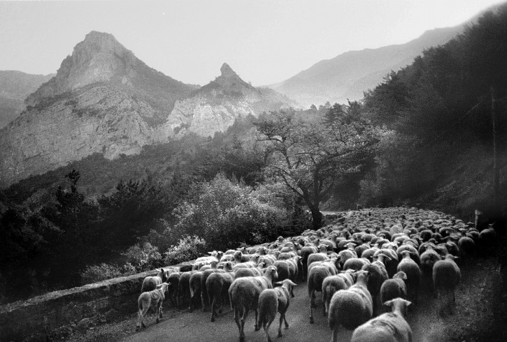 ovejas en las montañas francia