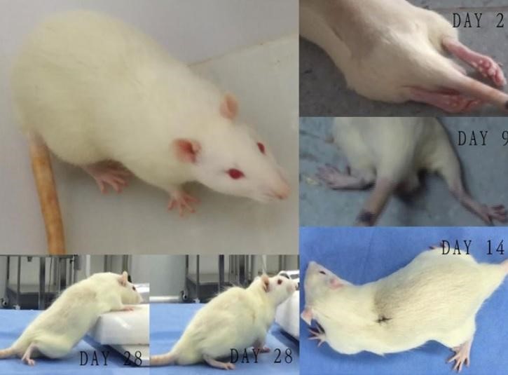 ratones cabeza trasplantada