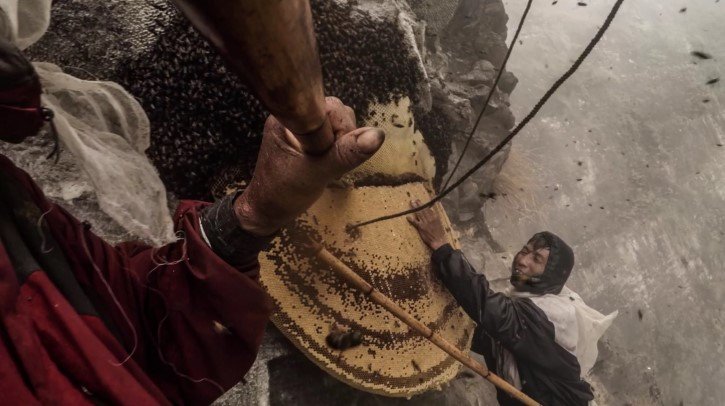 recolector miel en el himalaya