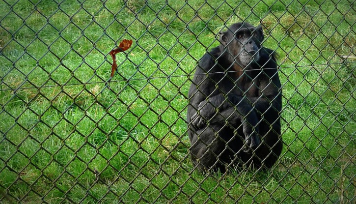 chimpance en cautiverio