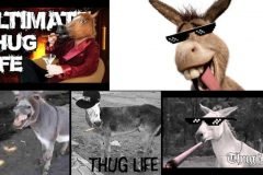 burros thug life