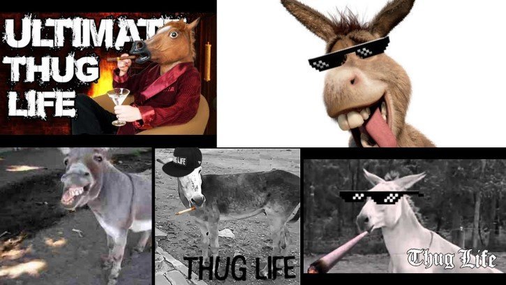 burros thug life