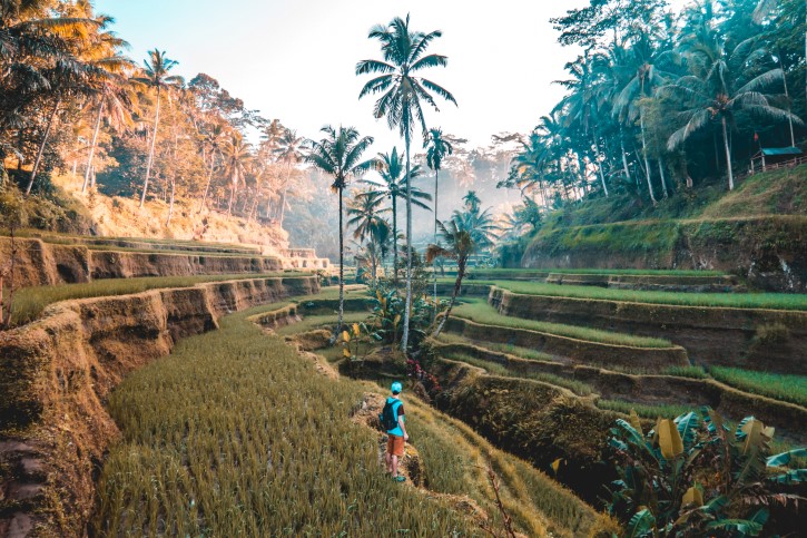 campos de arroz en Indonesia