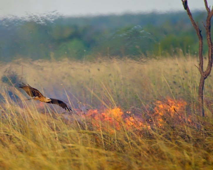 Milvus migrans entre las llamas