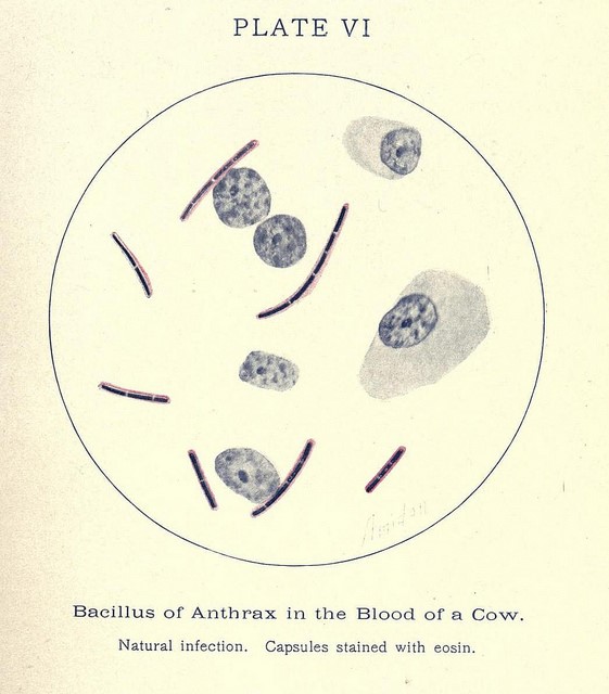 bacilus del antrax en sangre de vaca