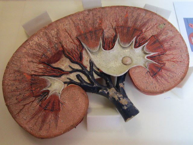 modelos anatomico en papel de un riñon