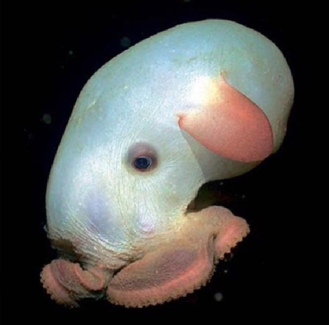 Grimpoteuthis pulpo dumbo