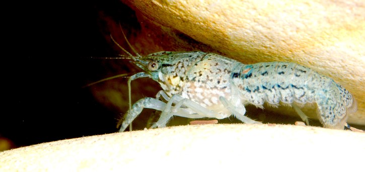 Procambarus virginalis