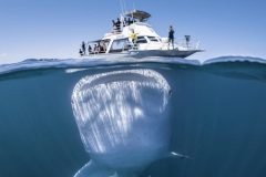 Tiburon ballena en australia