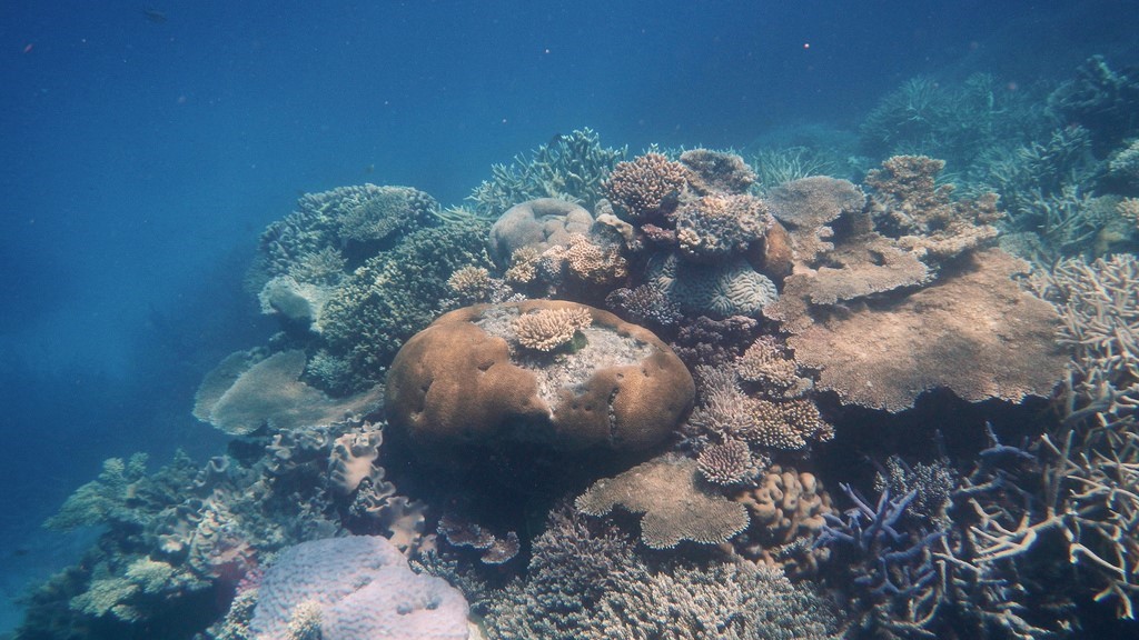Gran barrera de coral australia