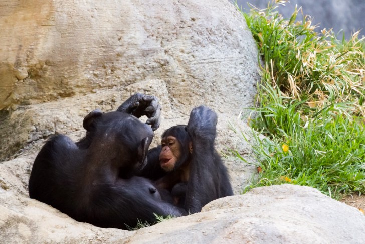 Hembra de chimpance y su cria