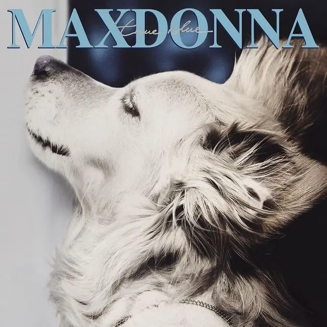 Max-el-perro-imita-a-Madonna-16.jpg.webp