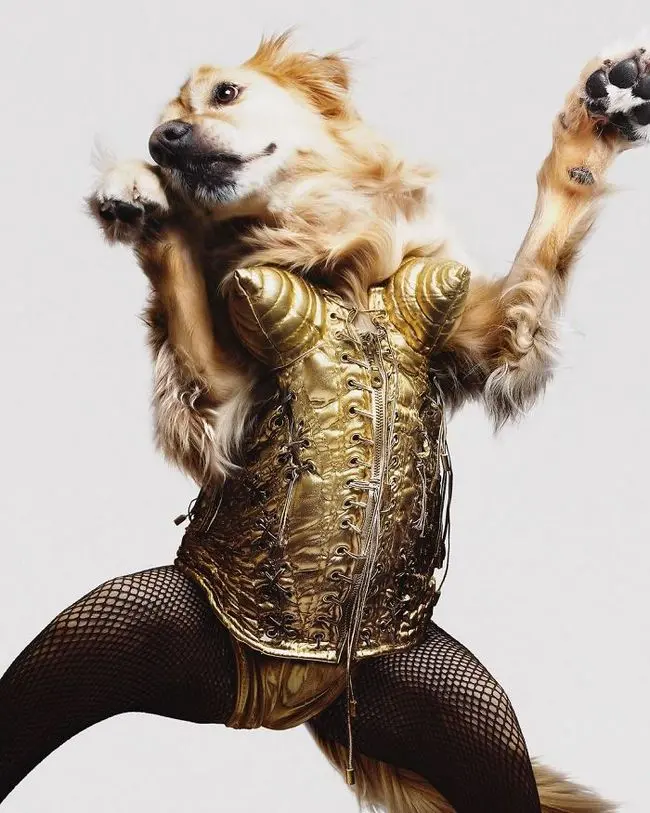 Max-el-perro-imita-a-Madonna-20.jpg.webp