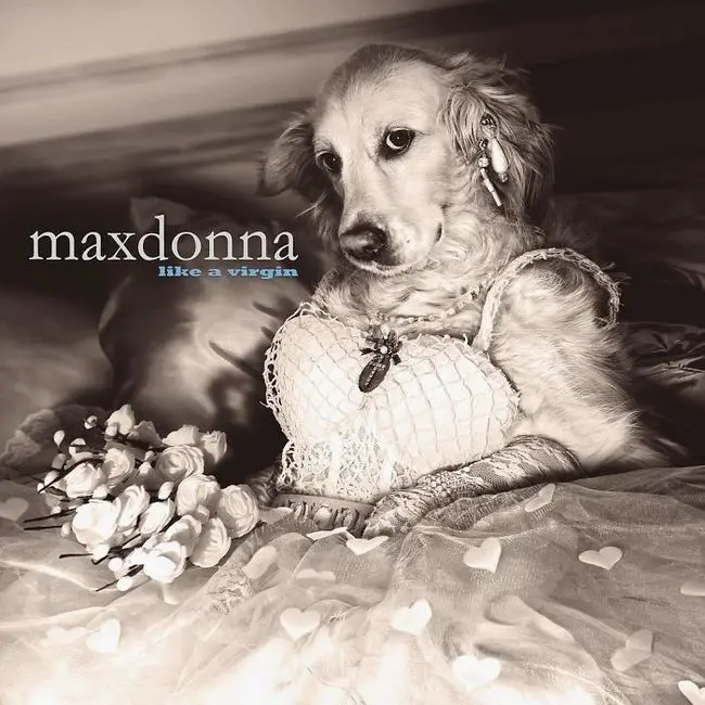 Max-el-perro-imita-a-Madonna-4.jpg.webp