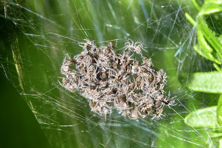 Araña nido