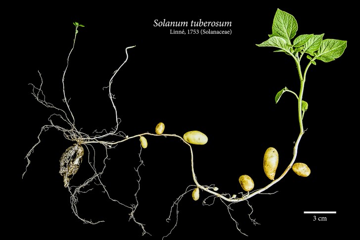 solanum tuberosum
