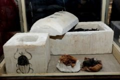 escarabajos momificados en egipto (2)
