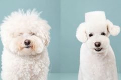 Perros cortes de pelo antes y despues