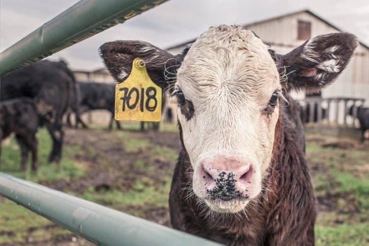 vaca con etiqueta en la oreja