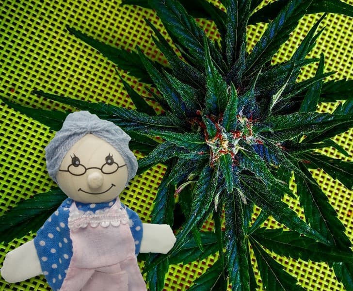 ancianos cannabis