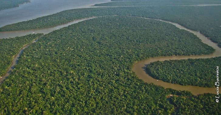 bosque del amazonas