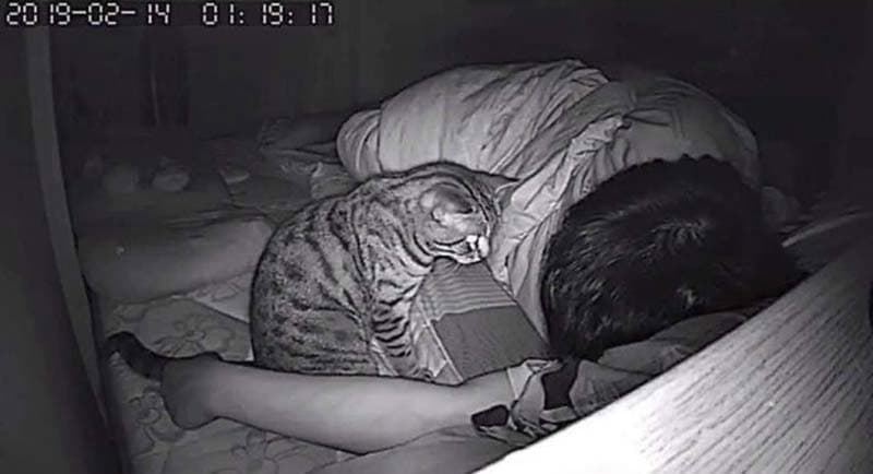 gatos actividades nocturnas (3)