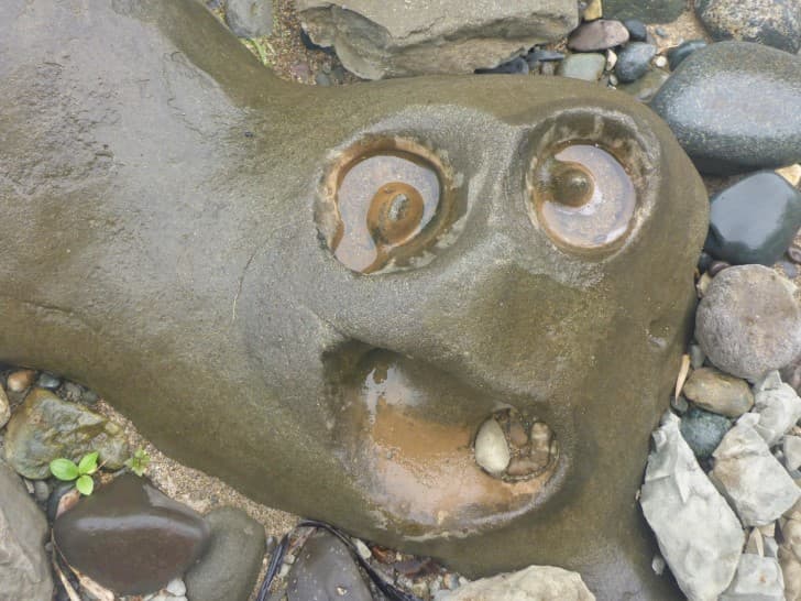 rostro sobre una roca